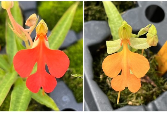 Two images of a Habenaria bloom in red and orange.