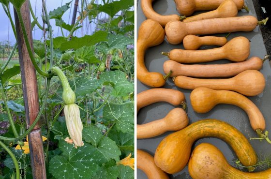 Two images, one of a young squash plant growing on the vine, the second with a table full of harvested long-neck squash.