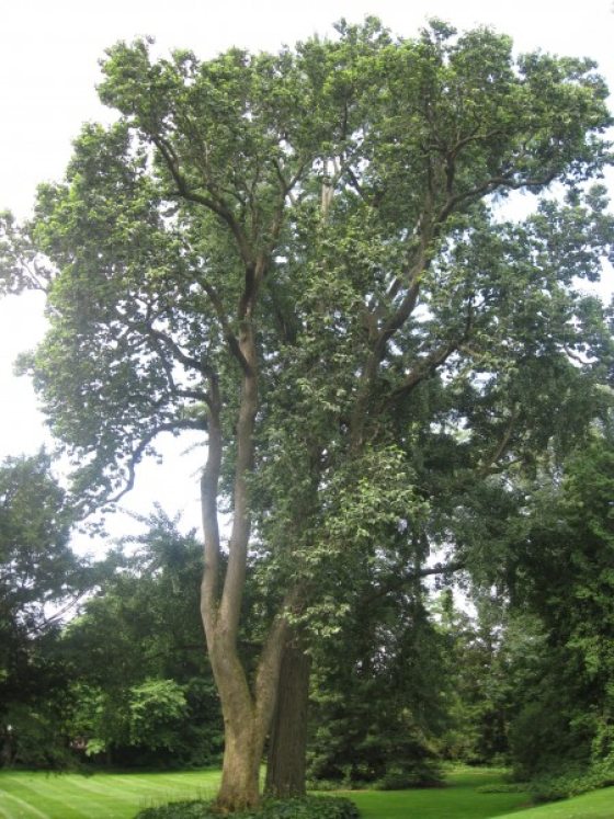 A tall tree with green leaves surrounded by grass