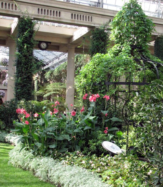 pink Cannas in Longwood's Conservatory