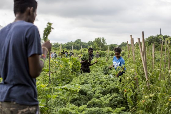 a community garden with people harvesting produce