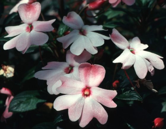 Small light pink flowers among dark green leaves