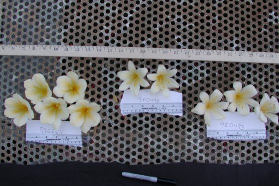 Three bunches of three small yellow Clivias sit with notes in front of each