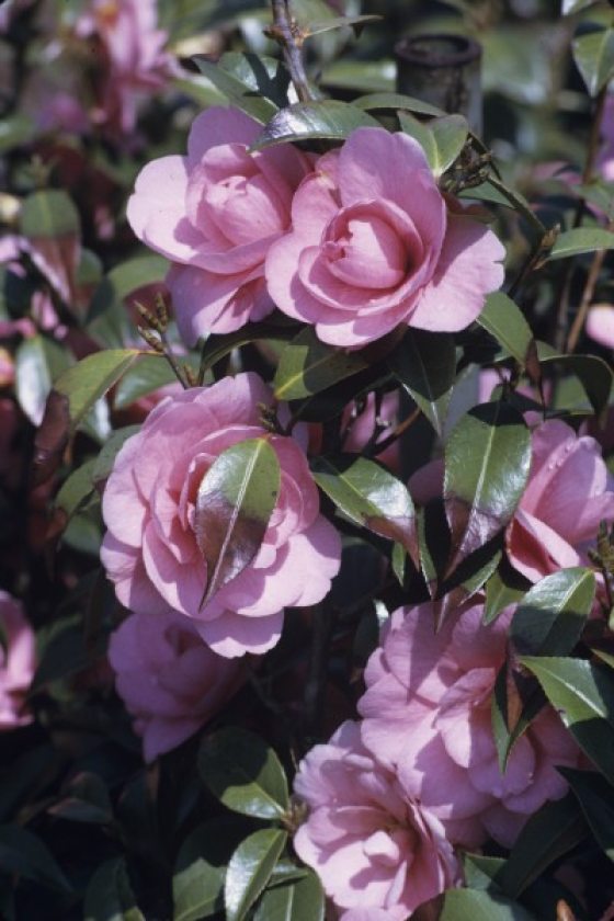 Small pink flowers surrounded by green leaves