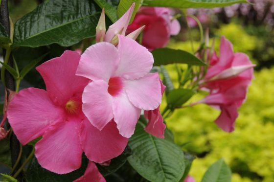 Pink flowers on a small leafy bush