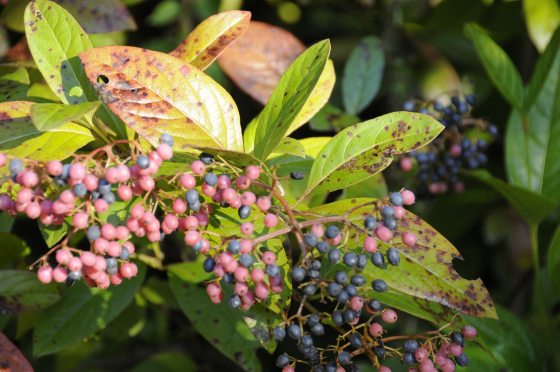 Small pink flowers on a branch with green leaves