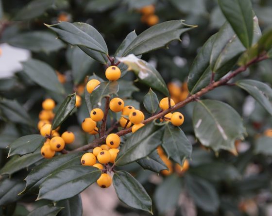 Small orange-yellow berries with dark green leaves on a branch