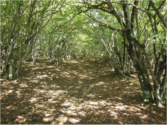 forest floor with trees on each side