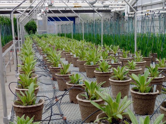 numerous blue poppy plants growing inside of a greenhouse in rows