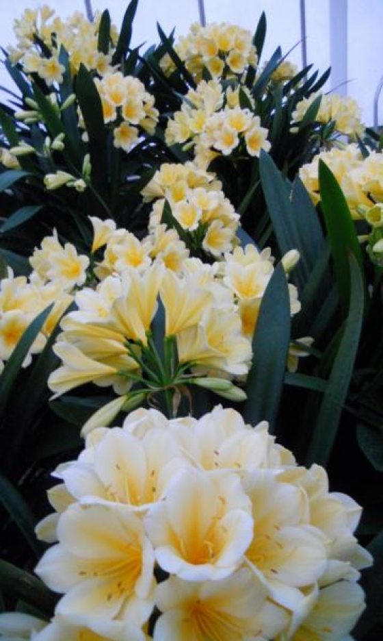 numerous yellow Longwood clivia flower