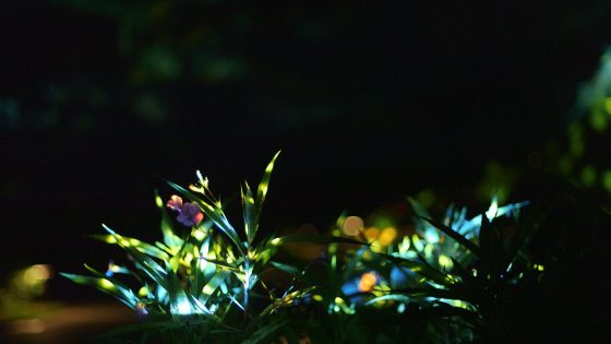 Colored lights shine on leaves of a plant