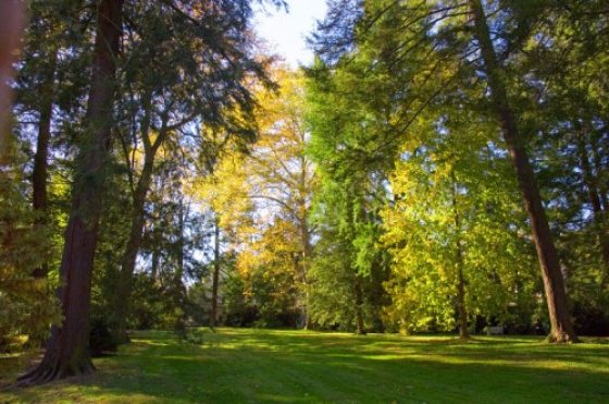 photograph of Pierce's Park which contains an open green space lined with multiple trees