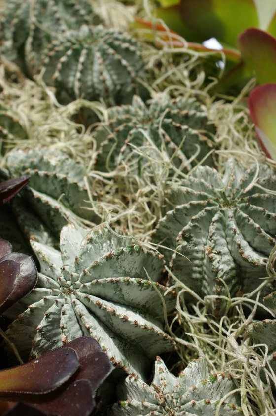 close of a green cacti plant called snowflake with yellow spines and small flowers