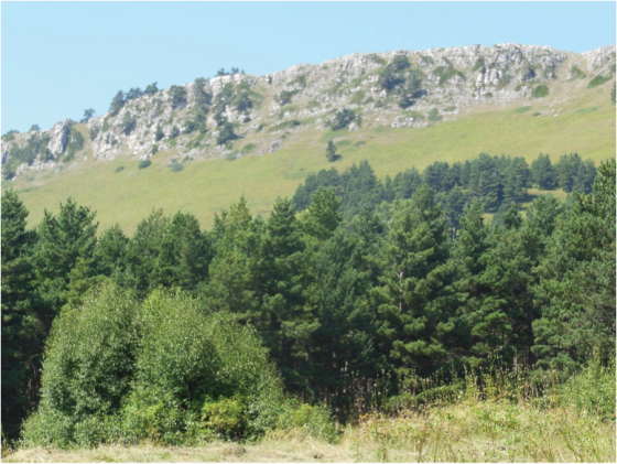 green trees with rocky mountains in the background